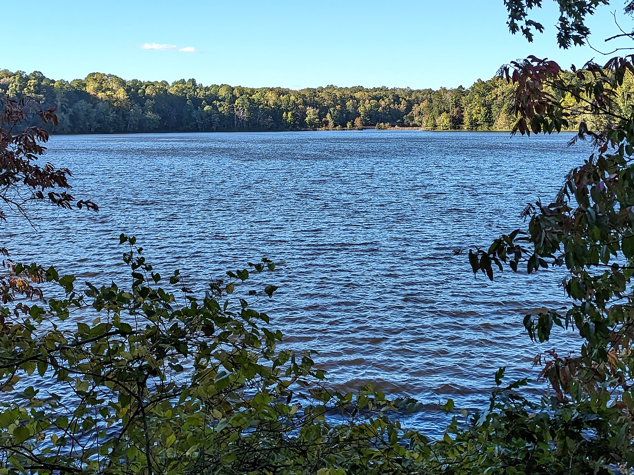 Viewing a lake through trees